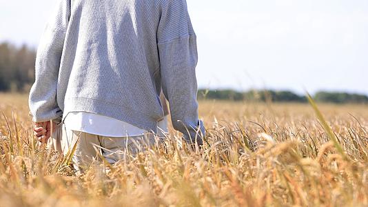 青年漫步在金黄的稻田里视频的预览图