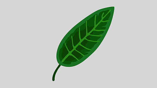 单片植物叶子生长视频的预览图