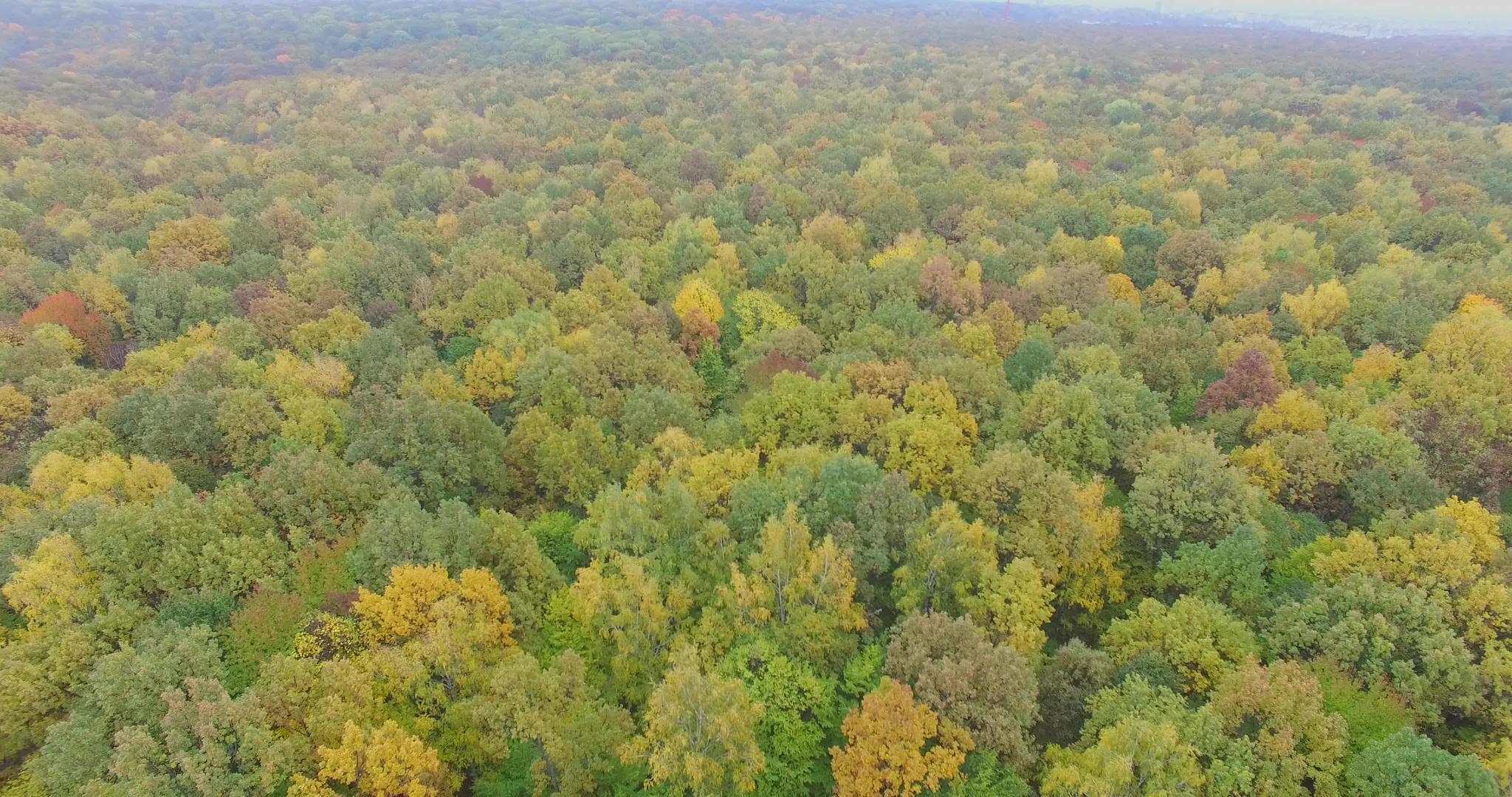 4k秋天鸟瞰森林视频的预览图