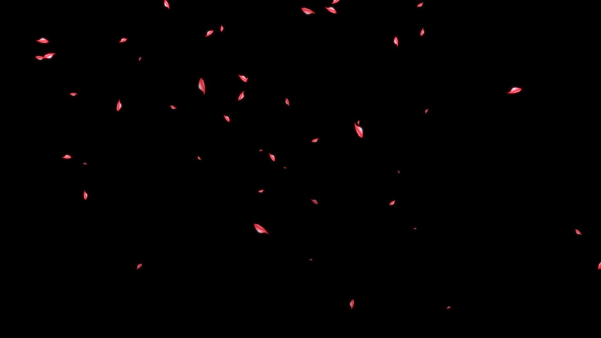 玫瑰花瓣飘落带透明通道视频视频的预览图