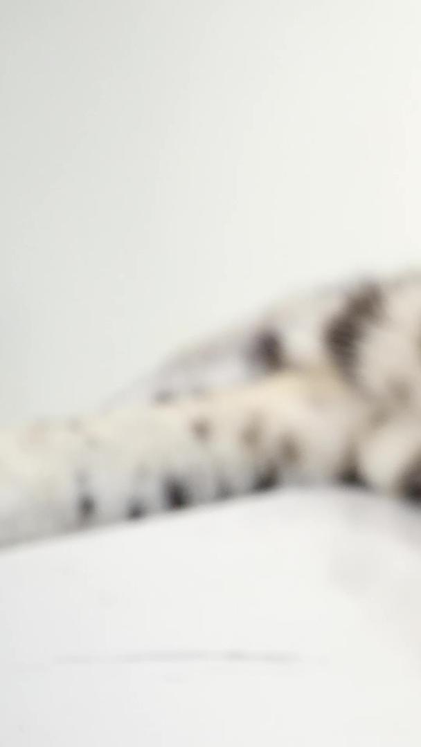 美国短毛猫宠物猫豹猫猫猫视频的预览图