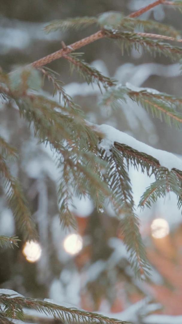 冬天的雪堆积在松树上积雪堆积在松树上视频的预览图