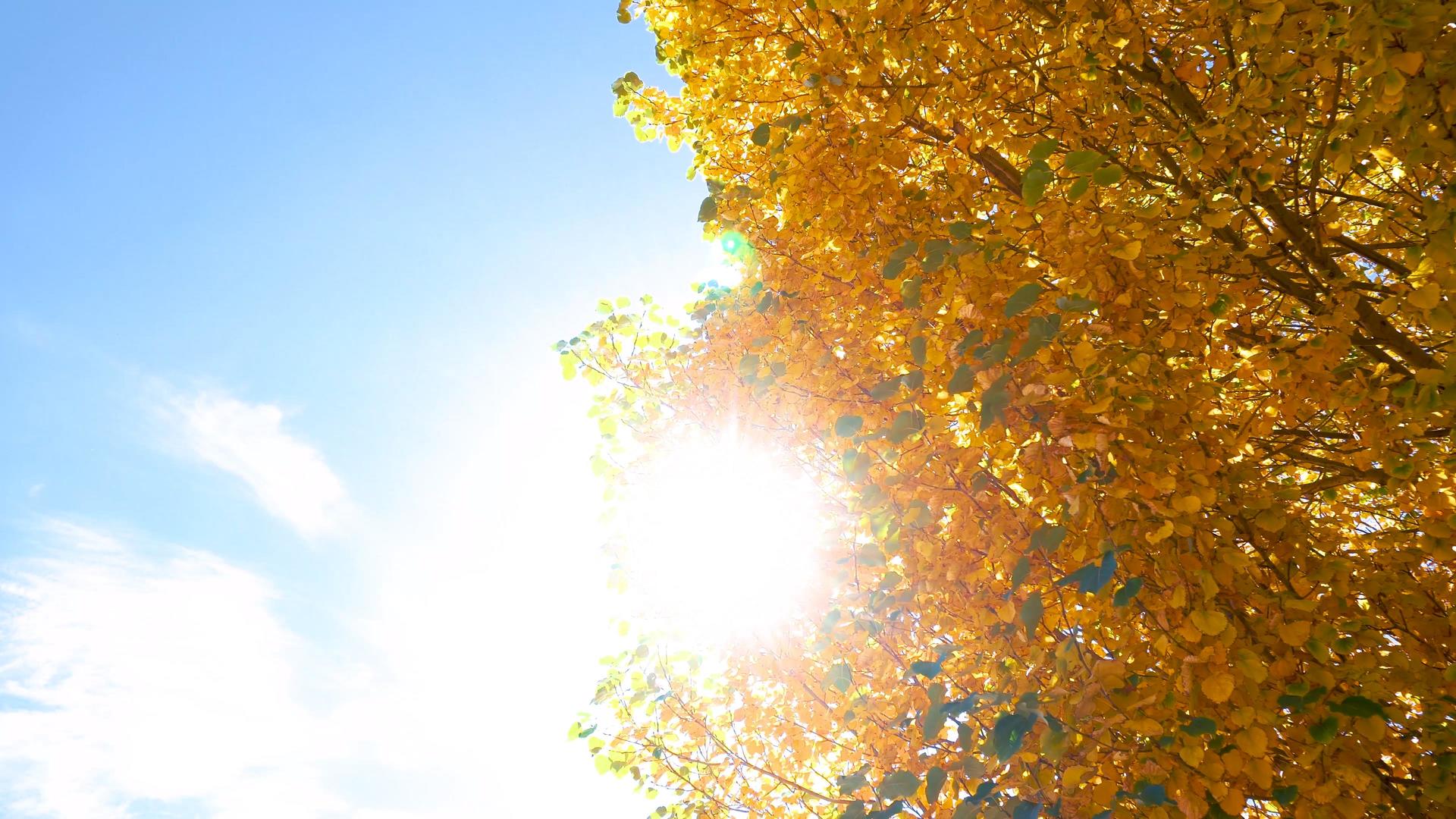 秋天秋色枫叶梧桐叶视频的预览图