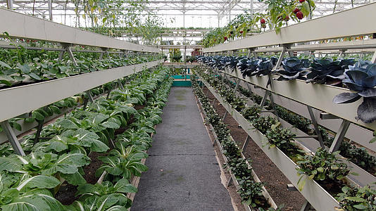 低空航拍温室大棚有机蔬菜种植基地视频的预览图