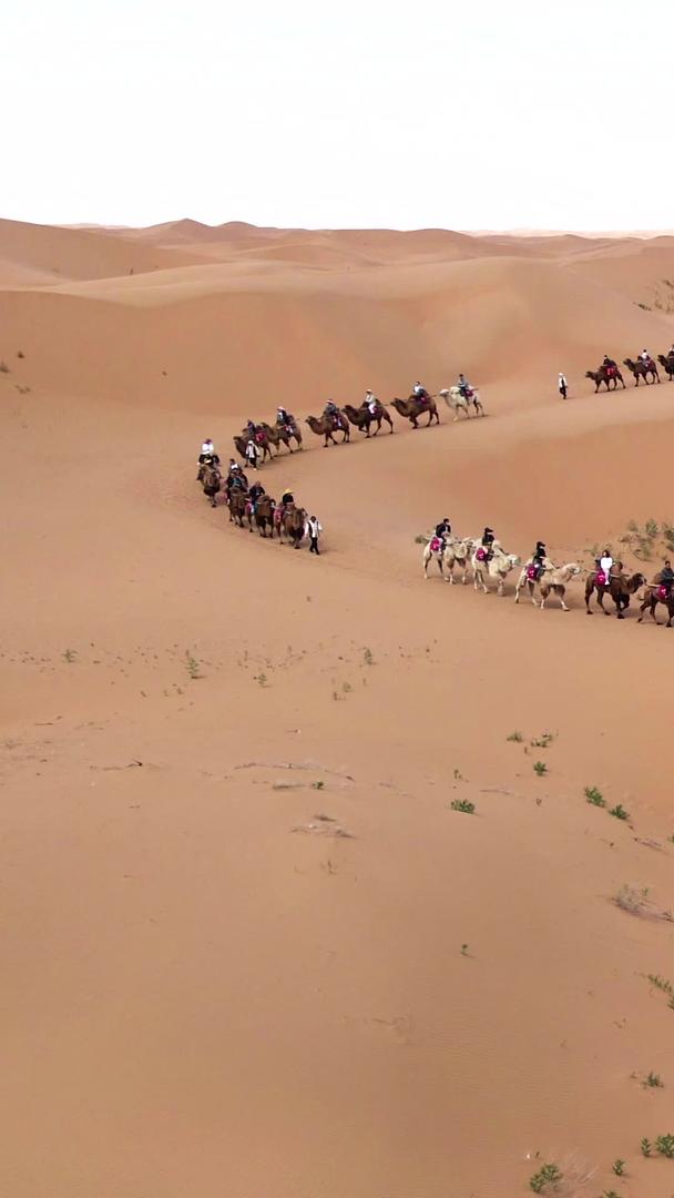 宁夏沙坡头景区沙漠骆驼视频的预览图