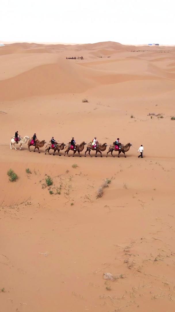 宁夏沙坡头景区沙漠骆驼视频的预览图