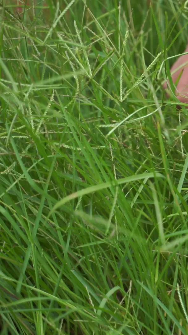 牧场亲子活动割草视频的预览图
