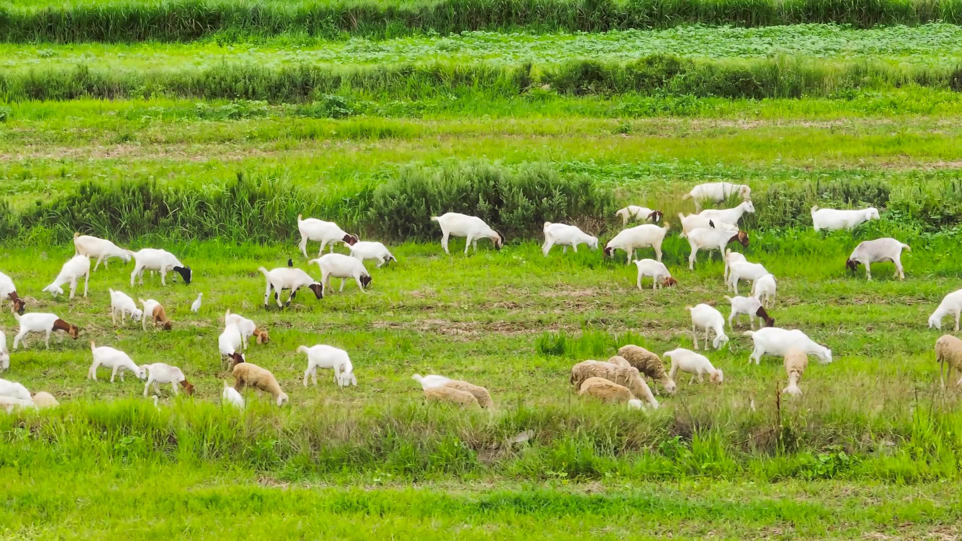 春季草原牧场4K航拍放羊羊群吃草生态自然自然视频的预览图