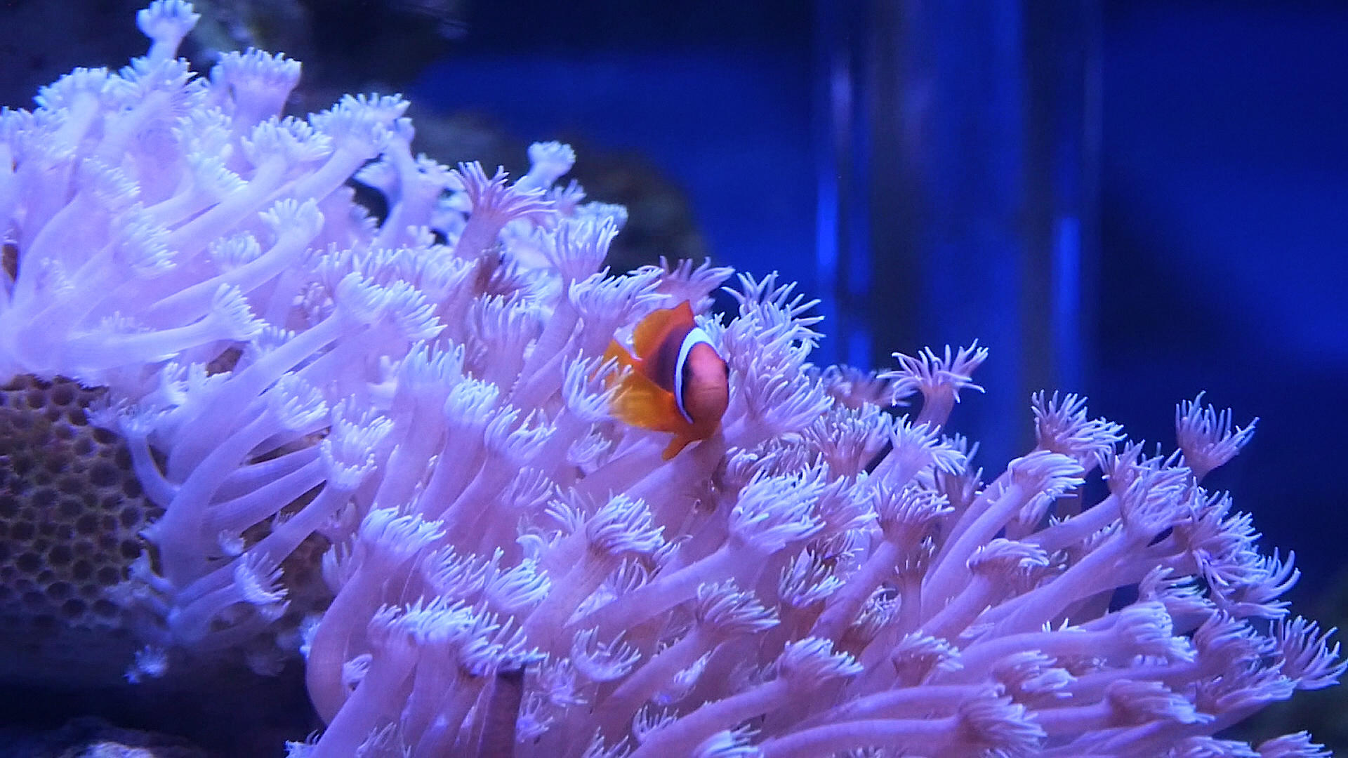 升格拍摄海底珊瑚丛中的小鱼视频的预览图