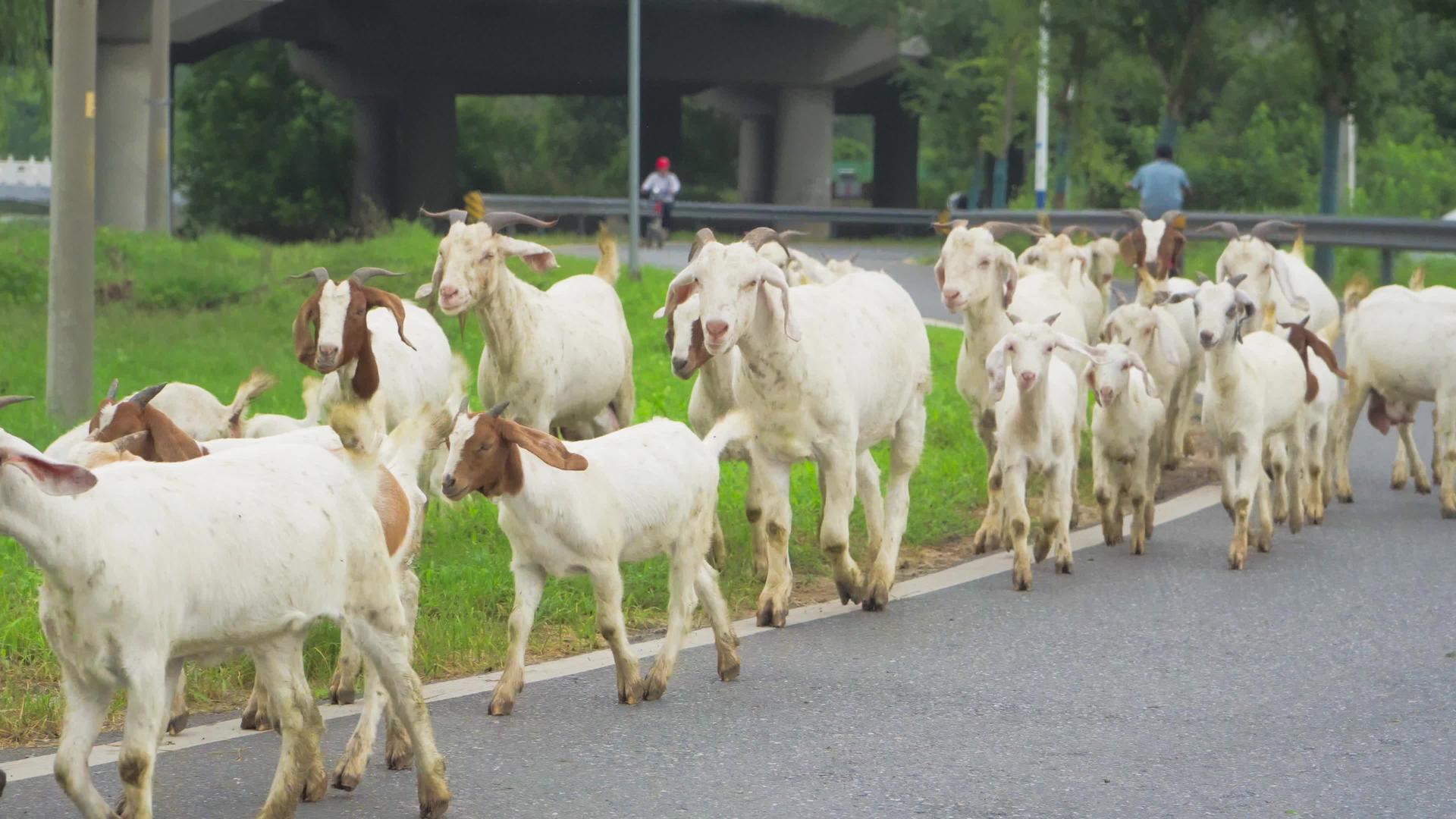 4K实拍羊群山羊放牧动物放牧视频的预览图