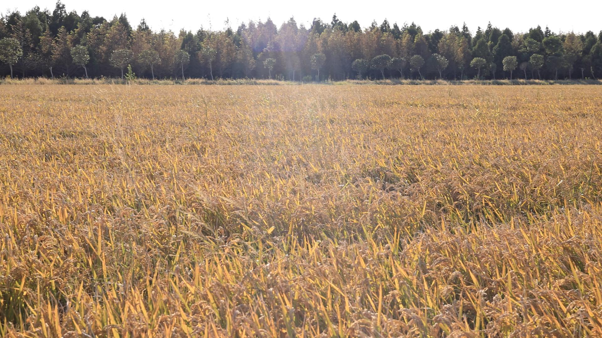 一望无垠的稻田视频的预览图