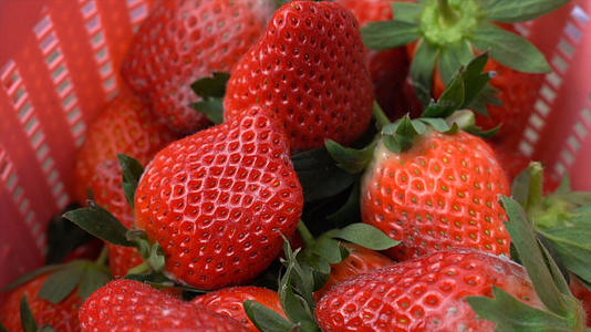 4k草莓采摘草莓大棚种植采摘视频的预览图