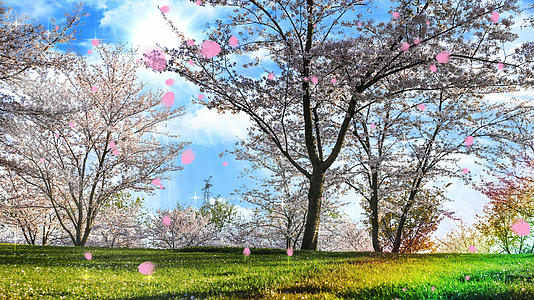 4K浪漫的春天樱花背景素材视频的预览图