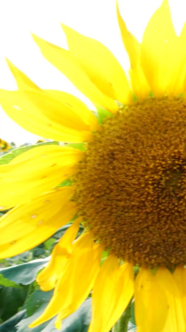 向日葵向阳花向阳花转日莲花海花视频的预览图