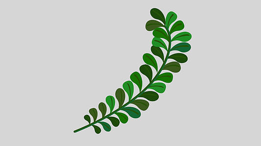 单片植物叶子生长视频的预览图