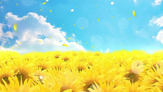 4K清新动态唯美向日葵粒子花瓣背景视频视频的预览图