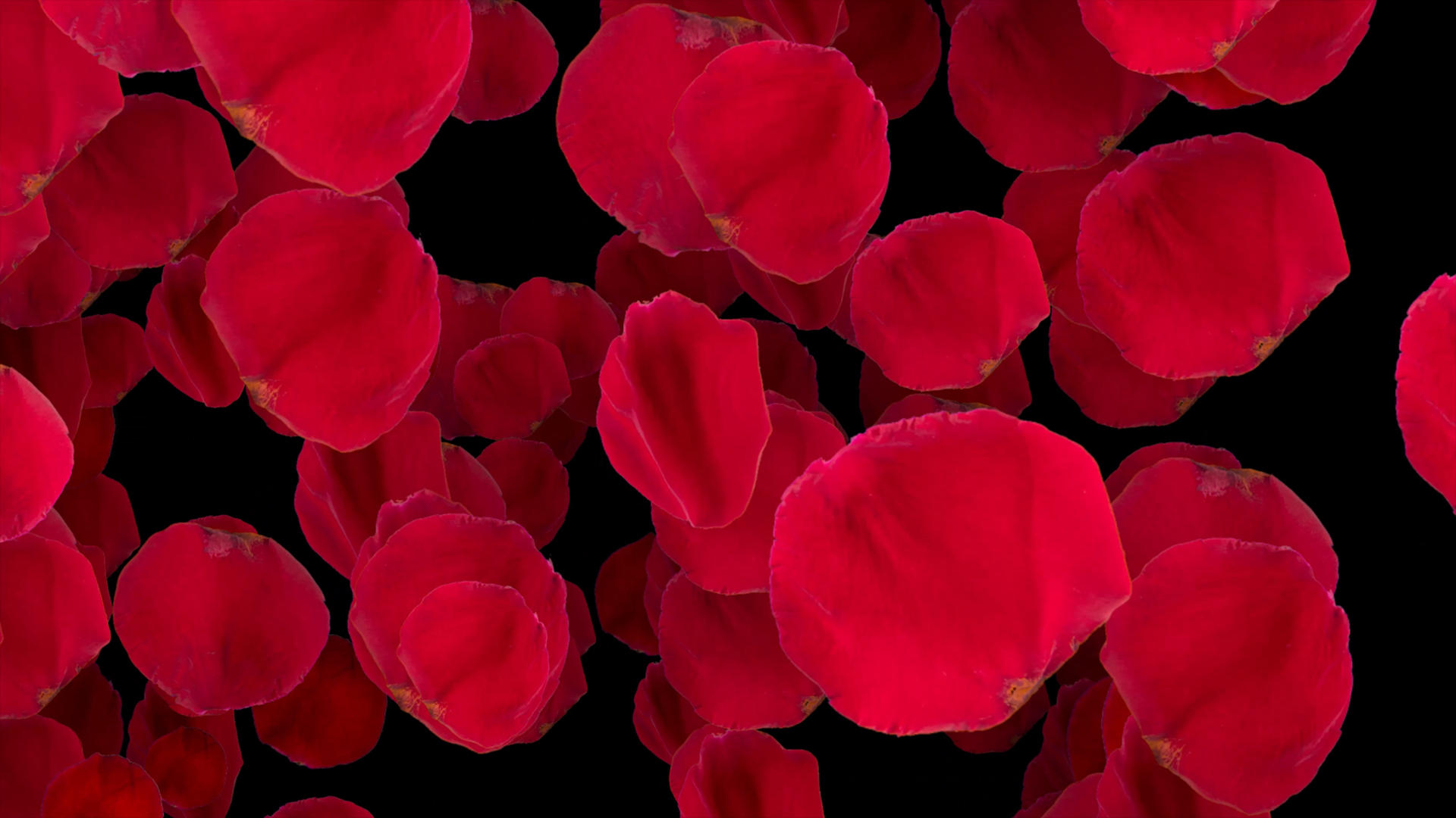 4k玫瑰花花瓣满屏转场动画元素带通道视频的预览图