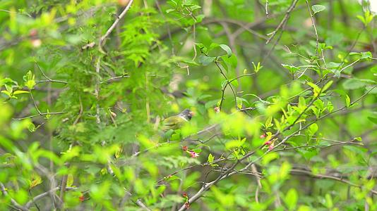 4k春树上的鸟空镜头视频的预览图