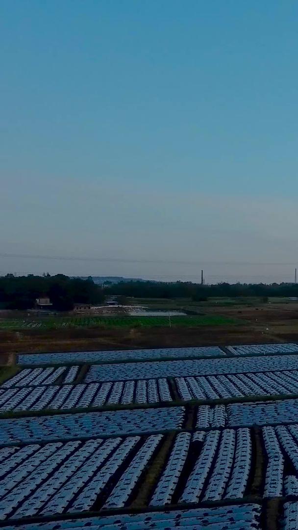 夕阳下大片现代农业种植航拍视频的预览图