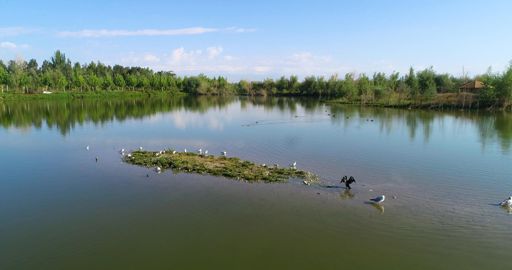 候鸟在湖里嬉戏4K航拍视频的预览图