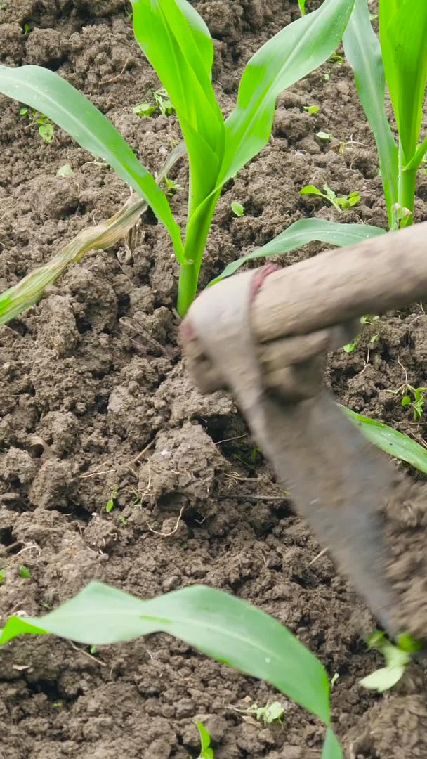 拍摄农忙芒种玉米地施肥视频的预览图