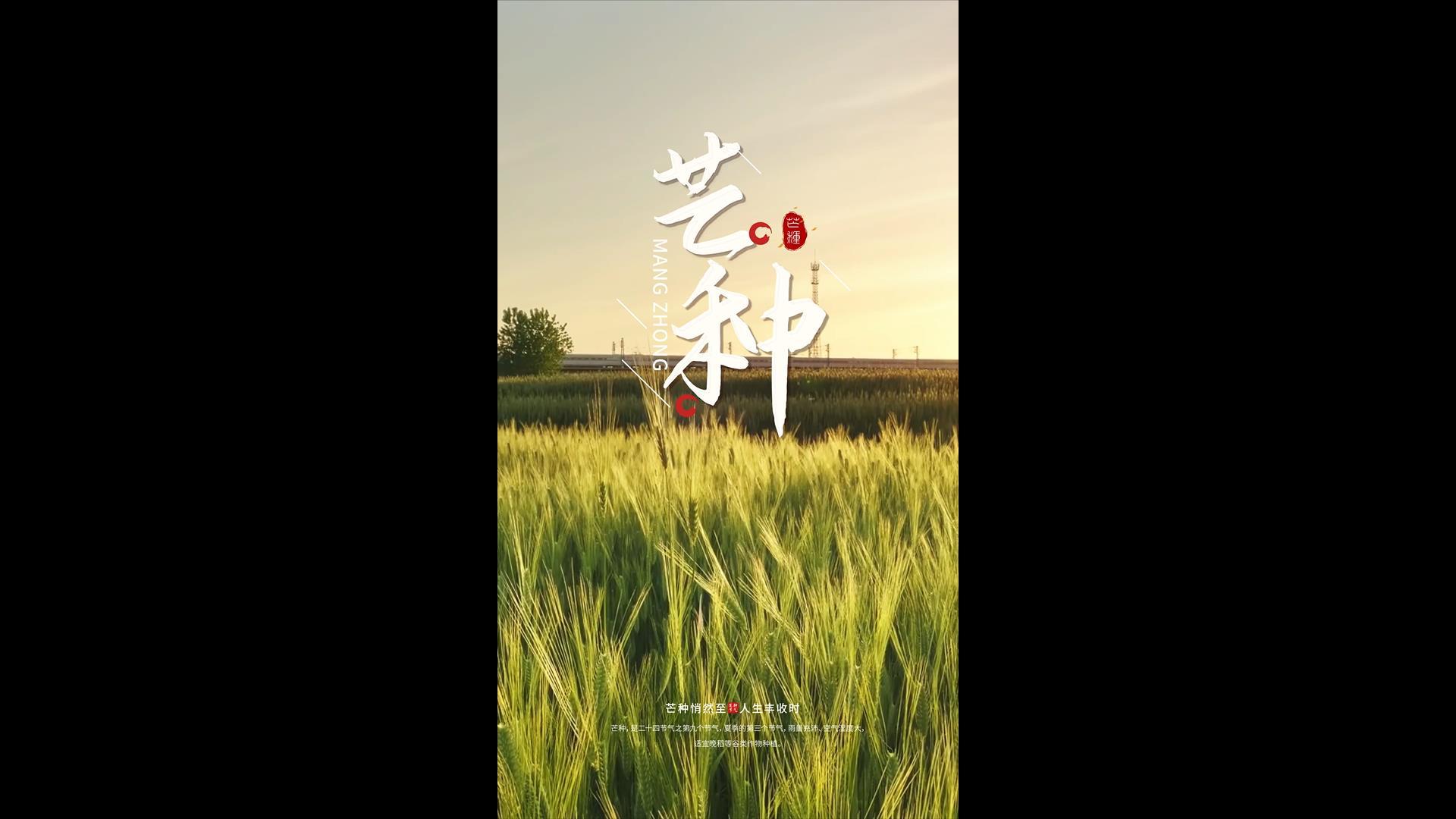 简洁美观的芒种垂直海报AE模板视频的预览图