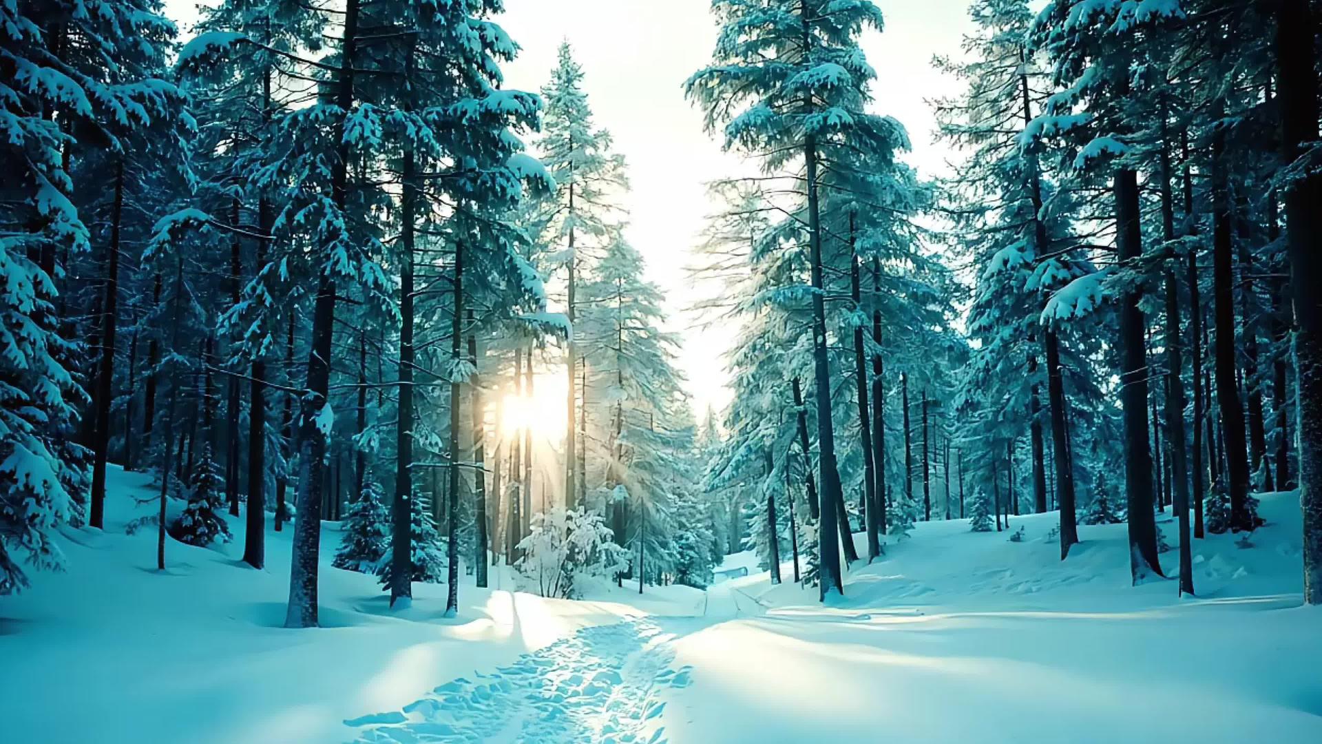 冬季大雪雪景4k雪景风景视频的预览图