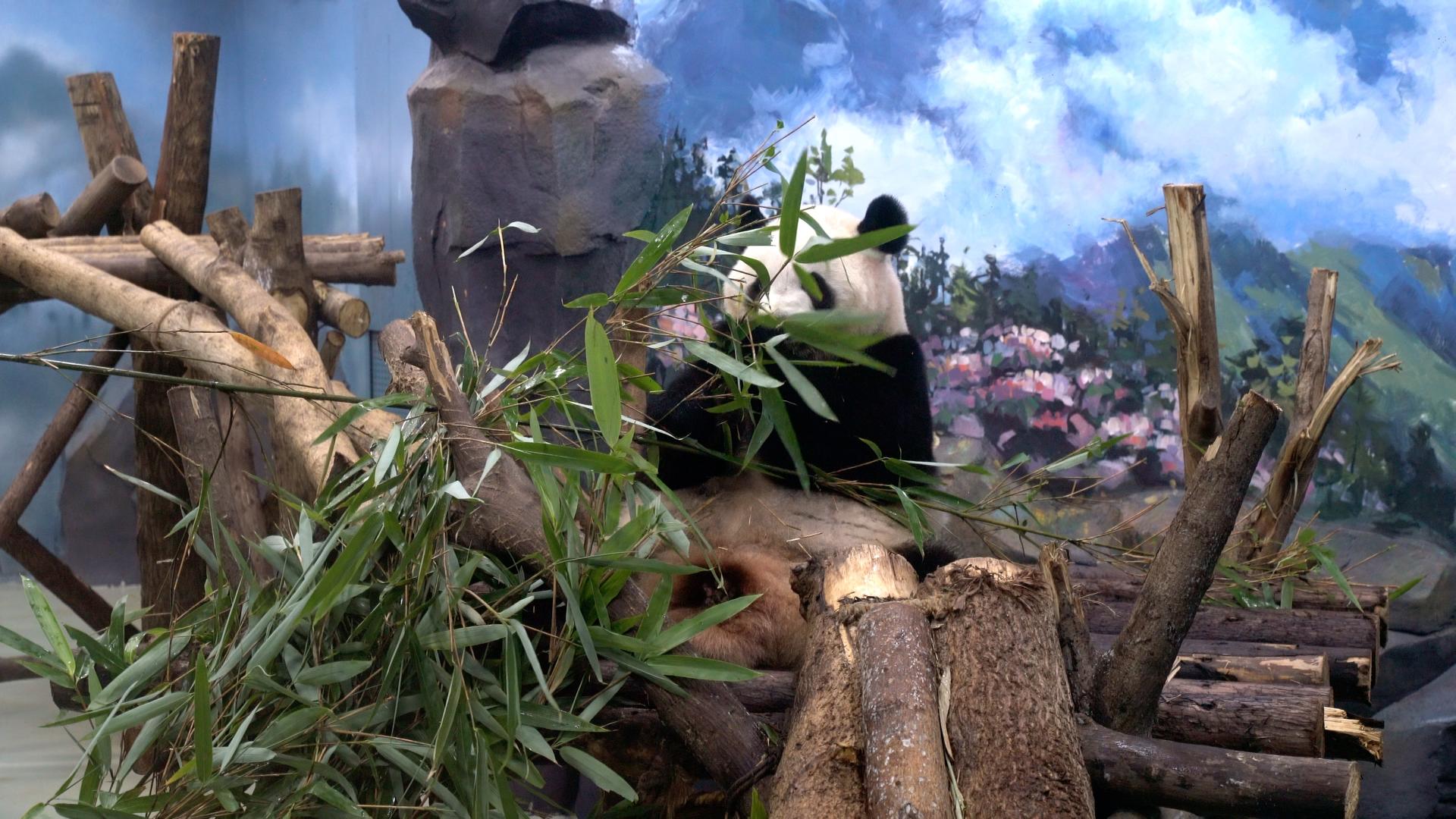 4K大熊猫吃竹子视频的预览图