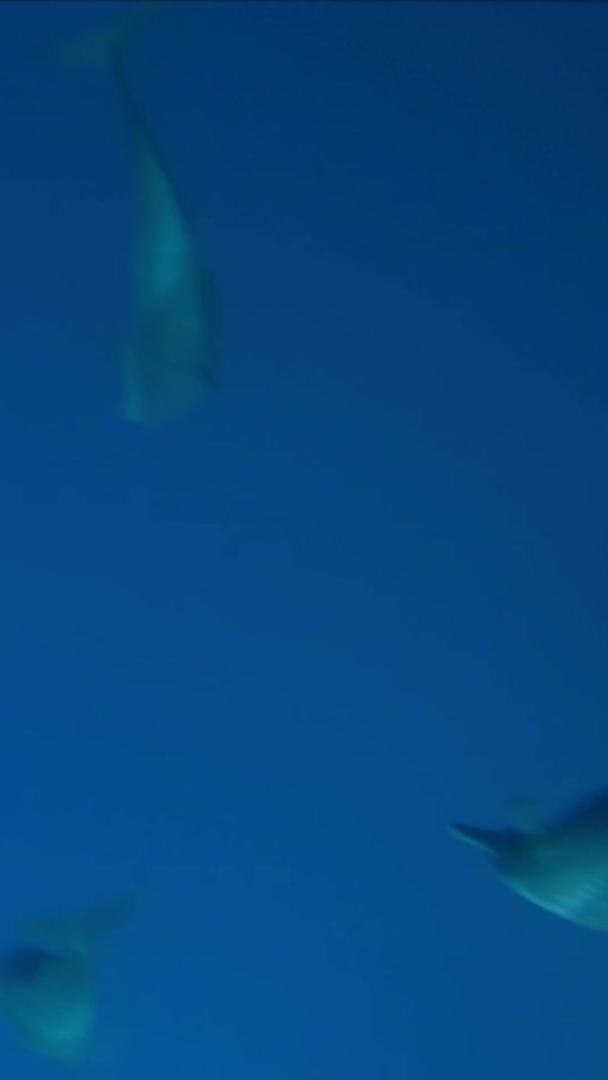 海豚在海里视频的预览图