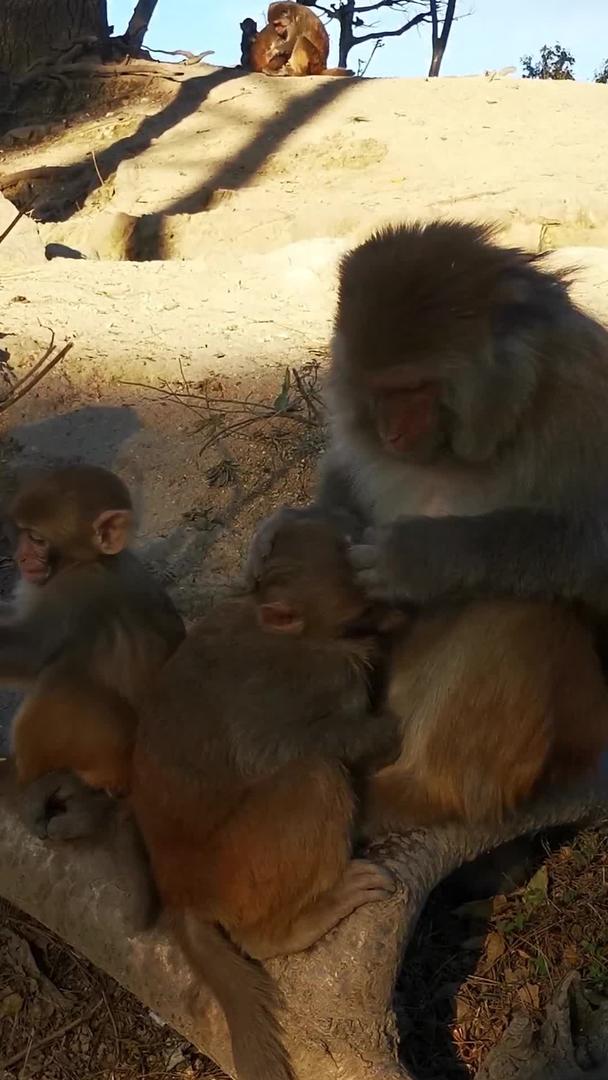 野猴群的实拍视频的预览图