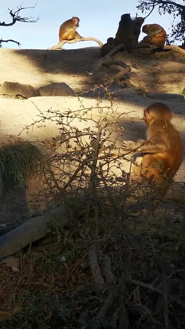 野猴群的实拍视频的预览图