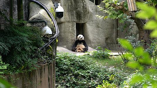 4K国宝大熊猫视频的预览图