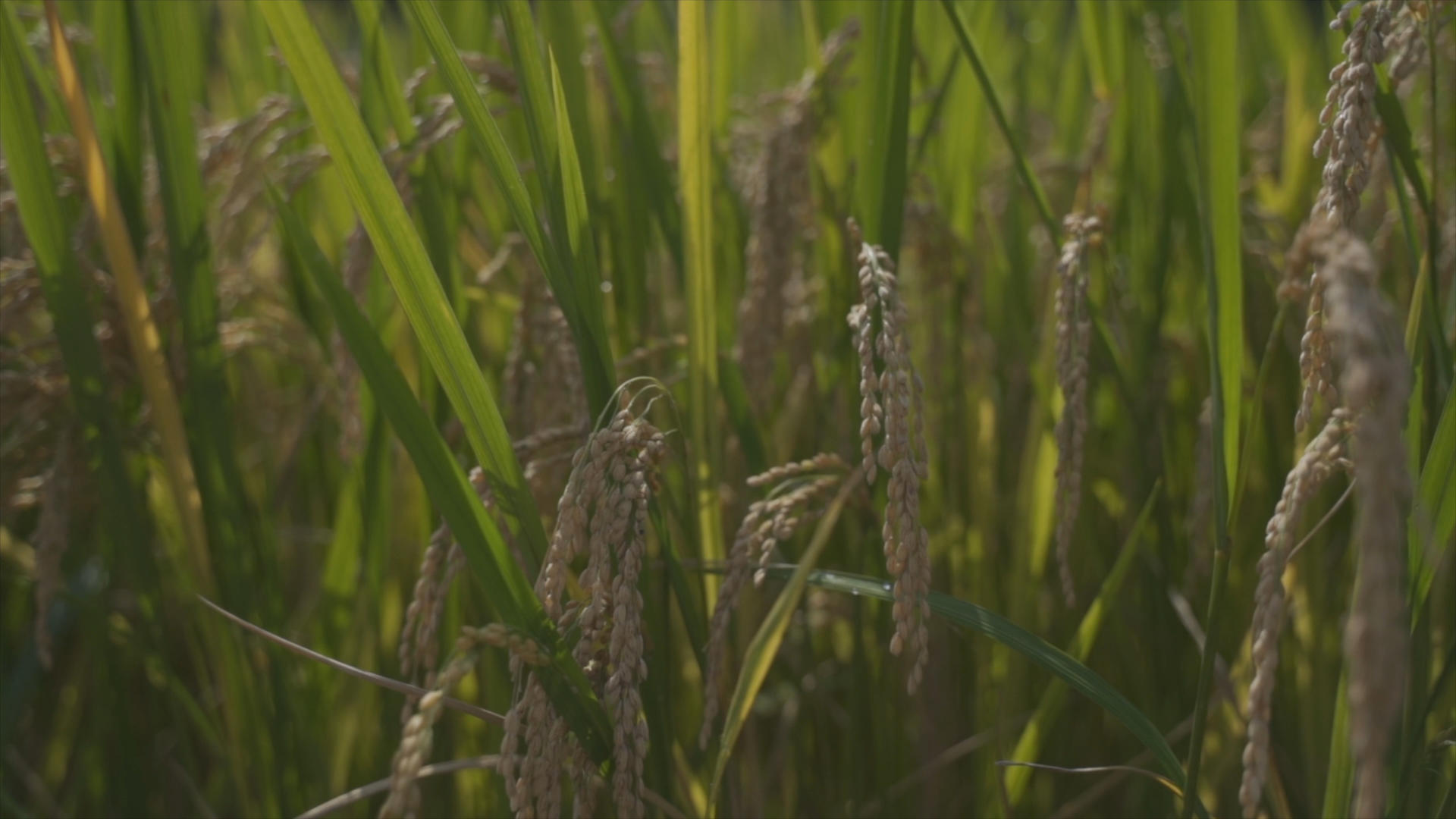 4k农民秋天丰收收割水稻视频的预览图