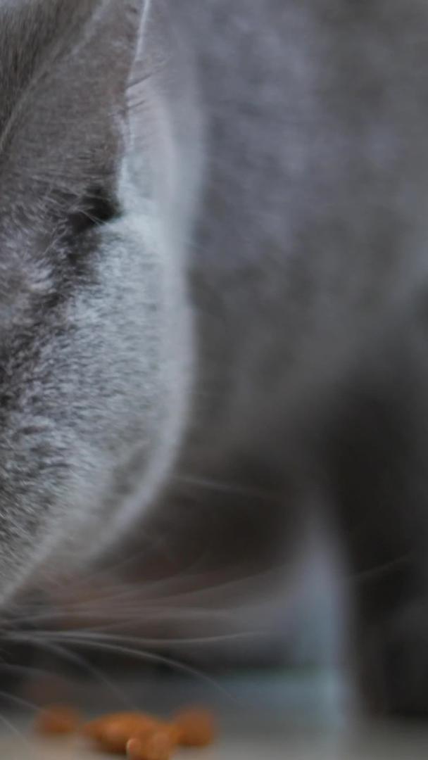 英国短毛猫吃猫粮慢动作视频的预览图