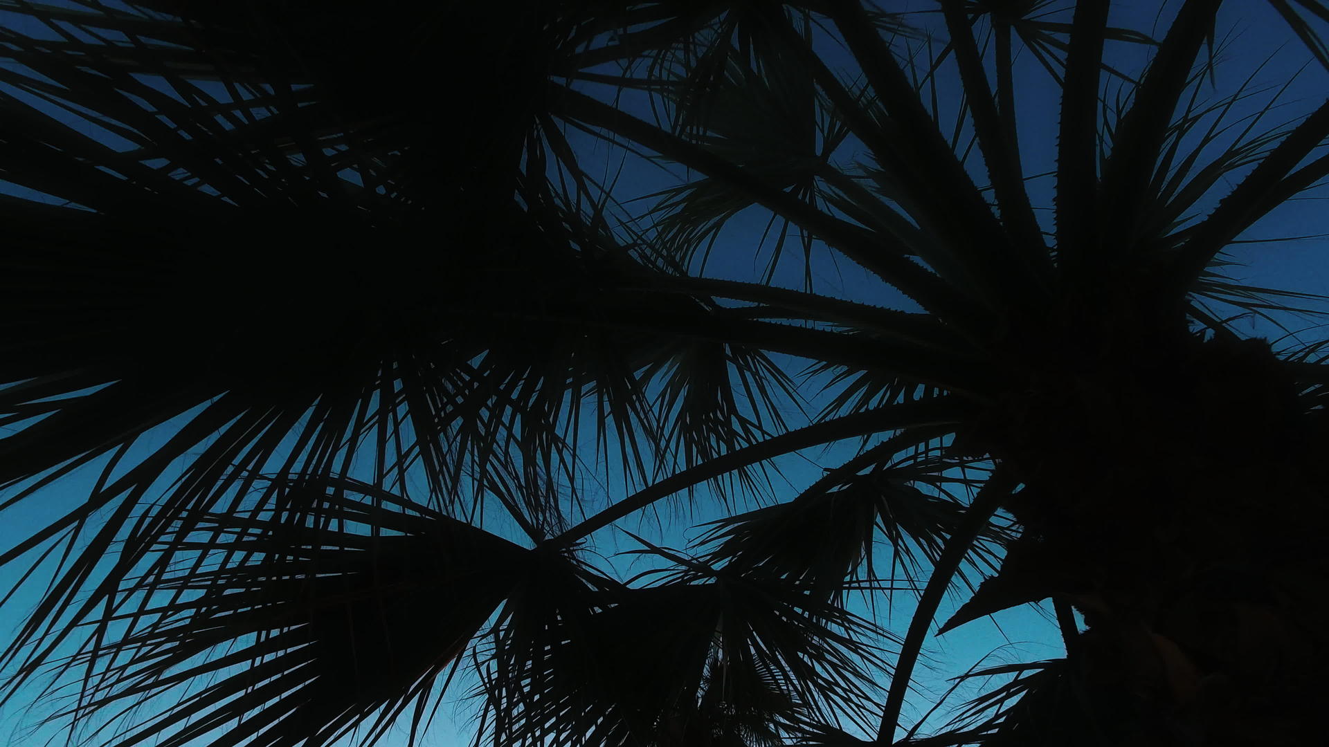 夏天的傍晚海边的椰子树剪影视频的预览图