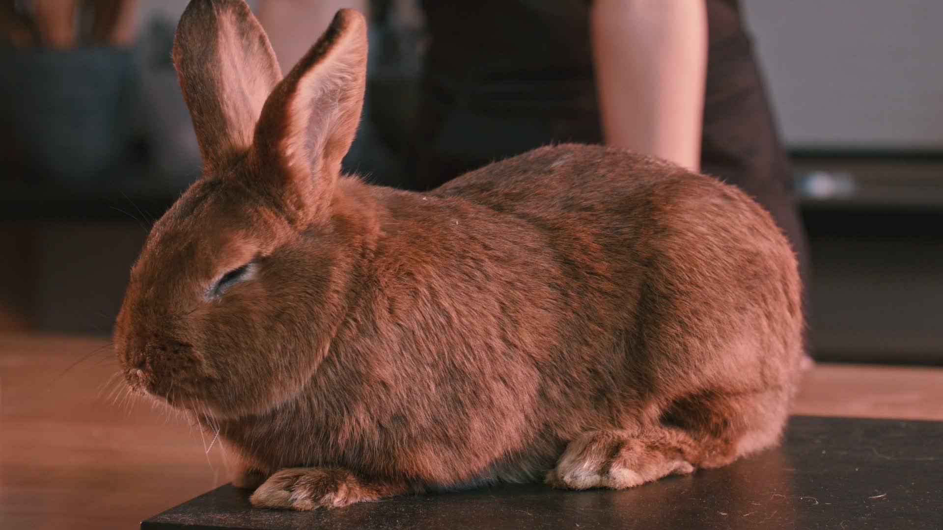 兔子的兔子特写视频的预览图