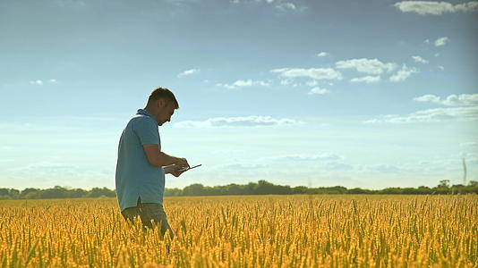 农业研究人员在小麦田中的调查记录视频的预览图