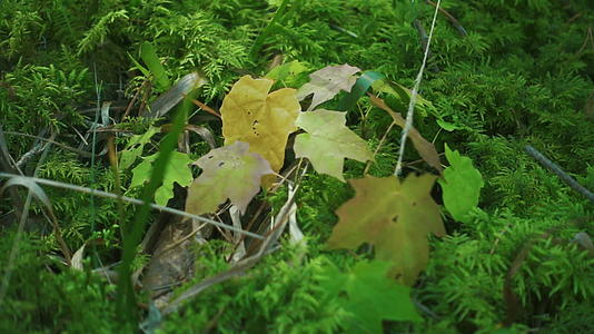 林间落叶枯叶空境视频的预览图