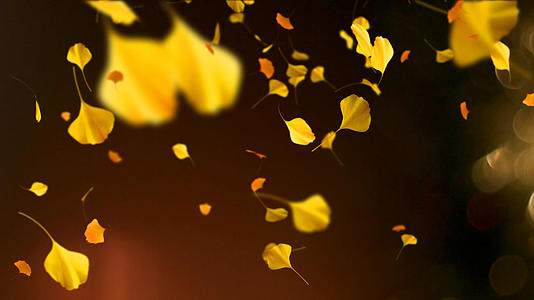 银杏叶洒落黄色秋天背景视频的预览图