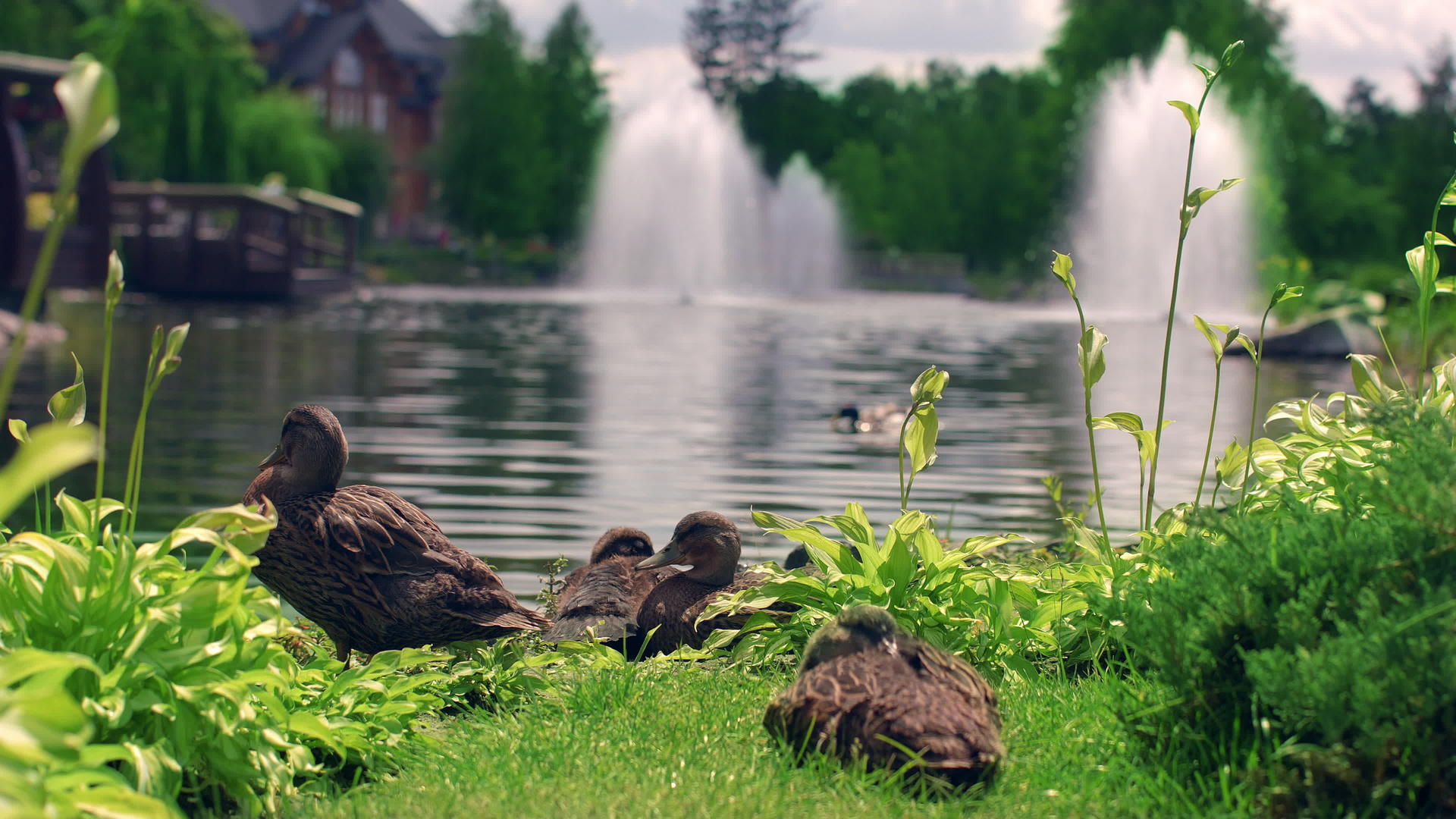池塘边的鸭子视频的预览图