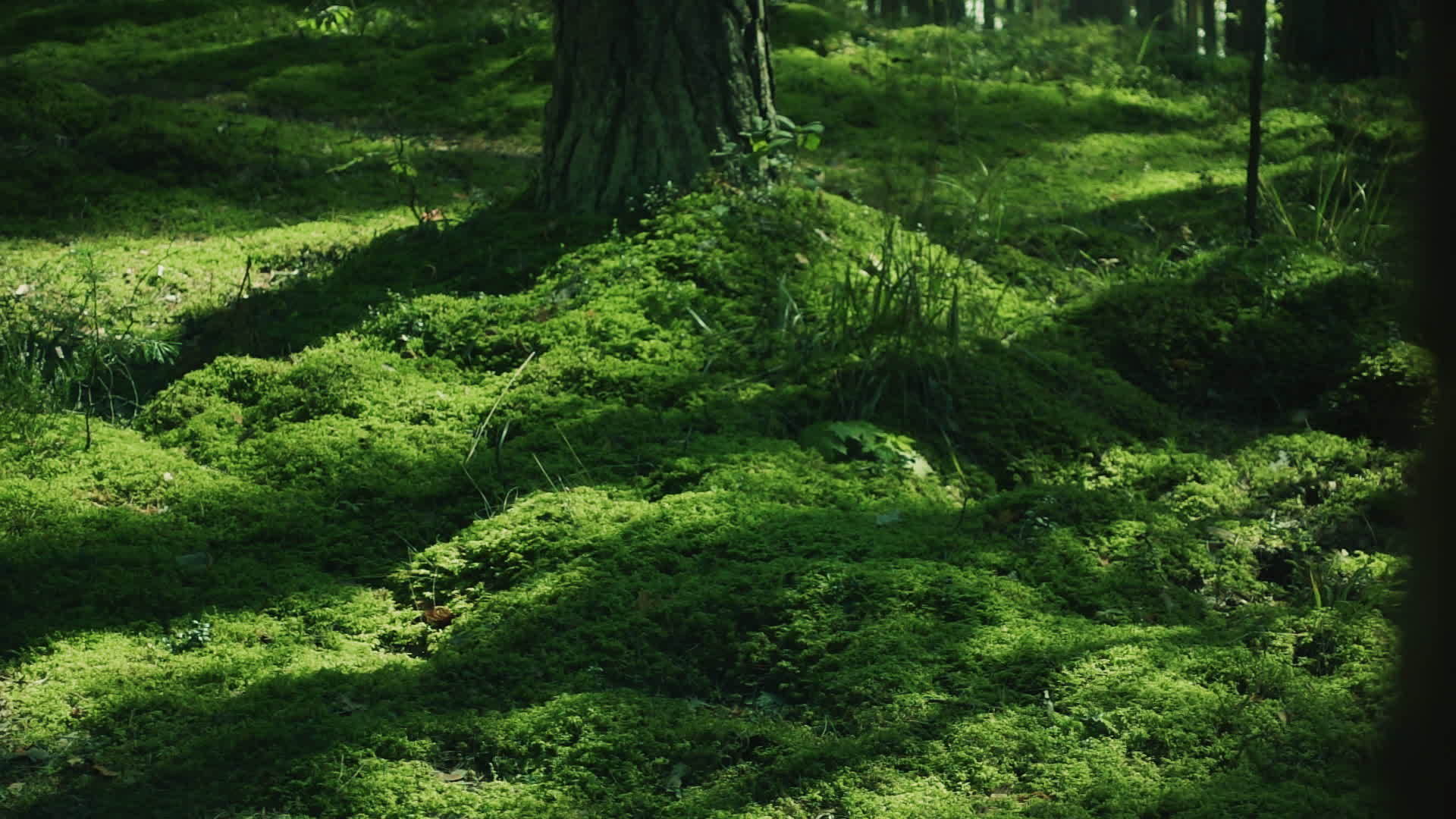 阳光洒在绿色的森林里视频的预览图