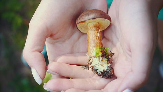 手里拿着新鲜采摘的蘑菇视频的预览图