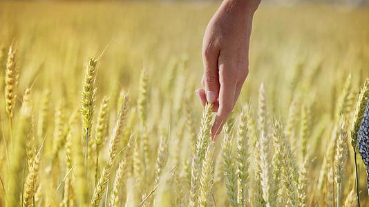 用手拂过成熟的小麦视频的预览图