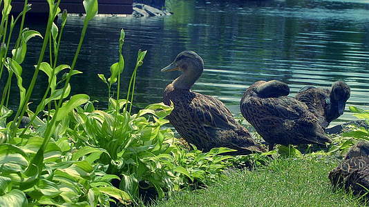 黑鸭子在池塘旁边休息视频的预览图