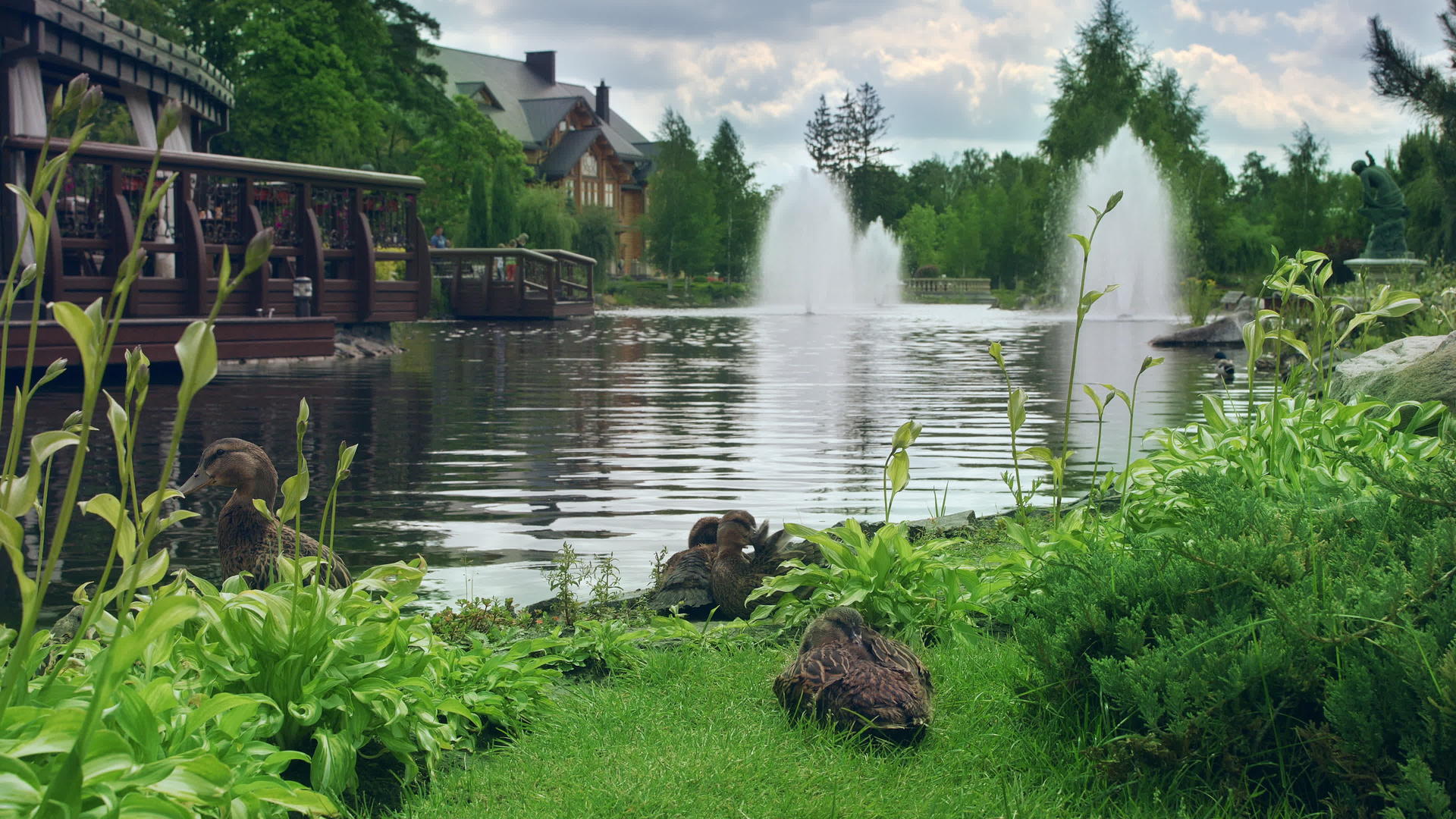 黑鸭子在池塘旁边休息视频的预览图