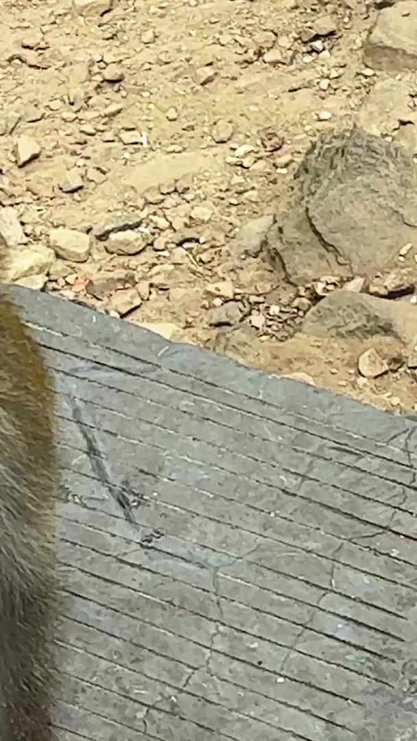 张家界国家森林公园武陵源湖南5A级旅游景区吃水果野猴素材视频的预览图