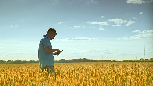男人在麦田用手机发短信视频的预览图