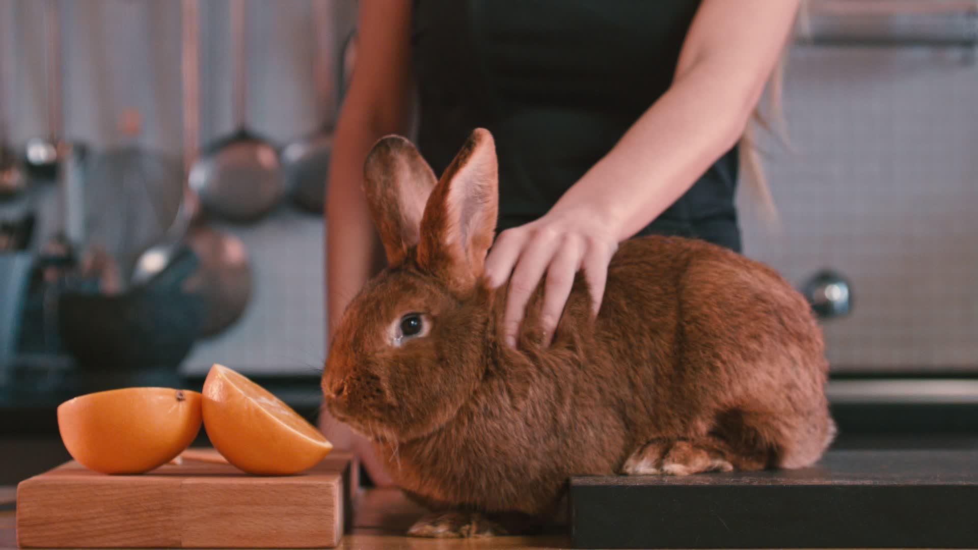 抚摸可爱的棕色兔子视频的预览图