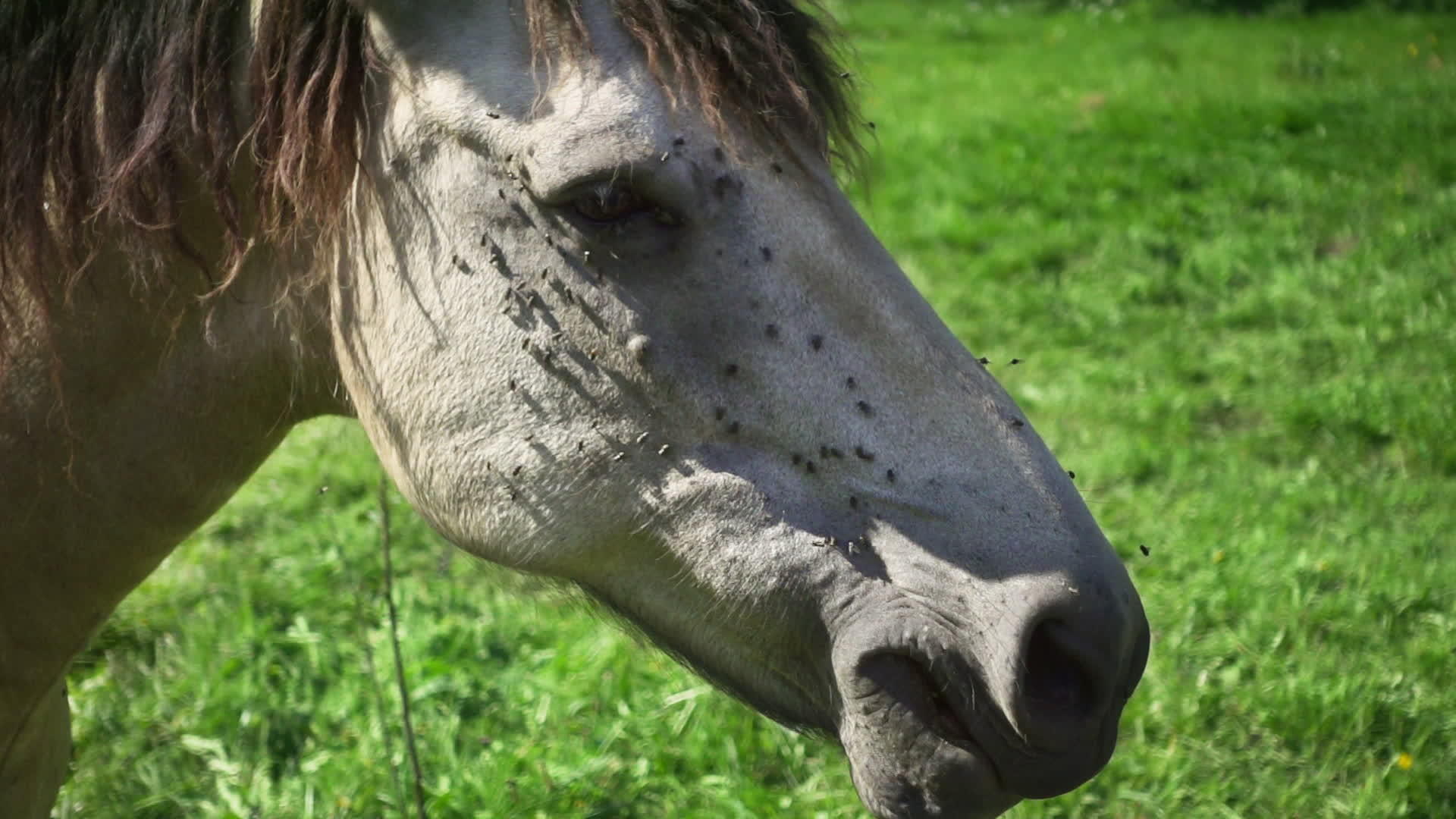 马在草地上吃草视频的预览图