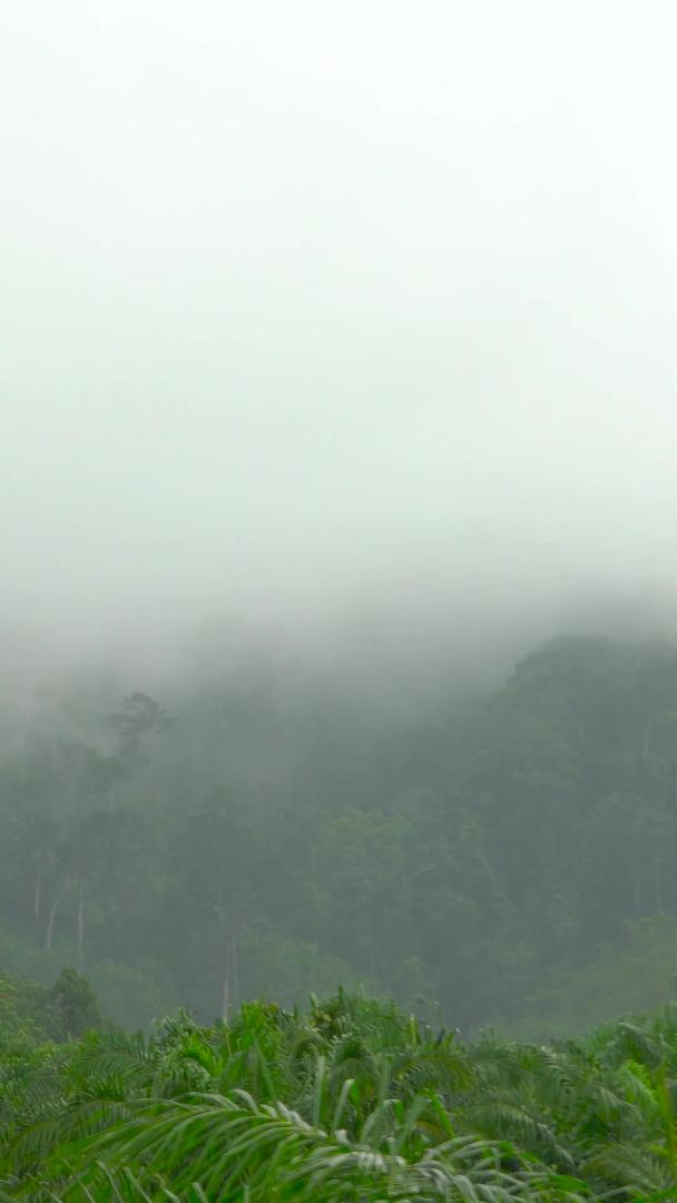 山林、森林、雨天、雾天、升起、延迟收集视频的预览图